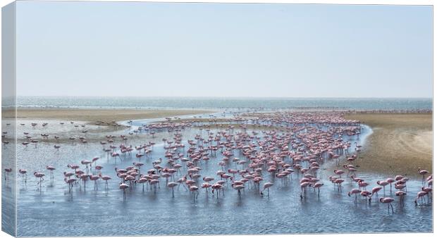 A Landscape of Flamingos Canvas Print by Belinda Greb