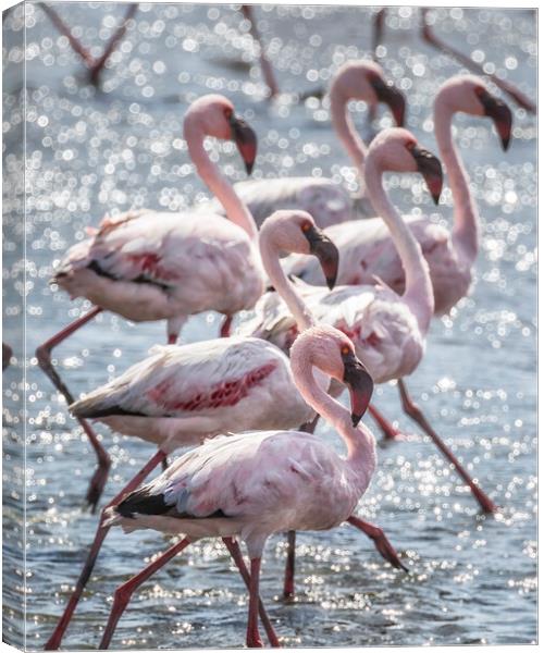 Stepping Out, Lesser Flamingos Canvas Print by Belinda Greb