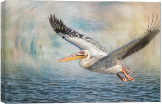 Flight of a Great White Pelican Canvas Print by Belinda Greb