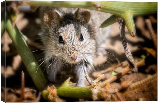 Desert Pygmy Mouse Canvas Print by Belinda Greb