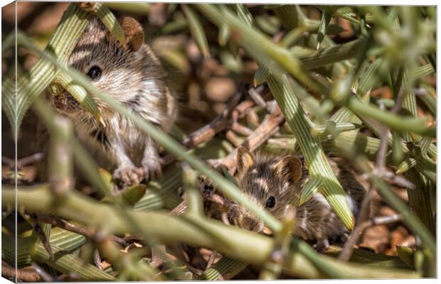 Desert Pygmy Mouse and Baby Canvas Print by Belinda Greb