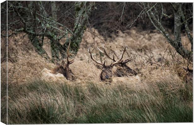 Bull Elk Resting in a Field on a Rainy Day Canvas Print by Belinda Greb