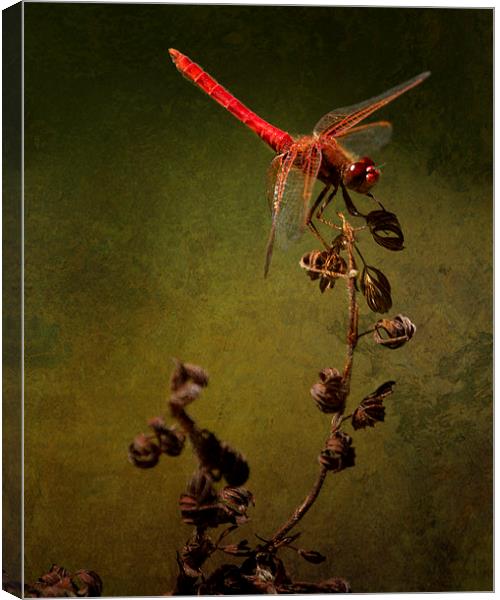 Red Dragonfly on Dead Plant Canvas Print by Belinda Greb