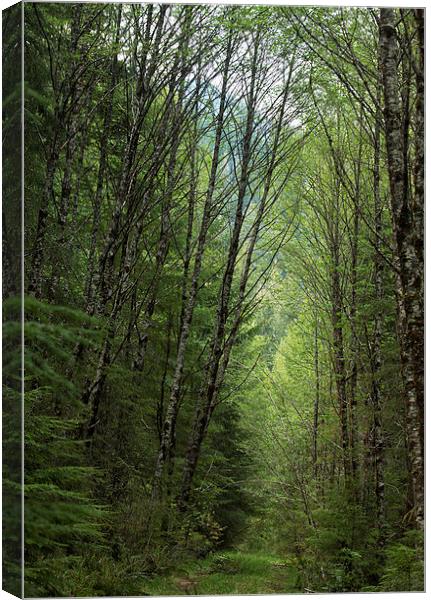A Path through the Woods Canvas Print by Belinda Greb