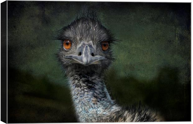 Emu Gazing Version 2 Canvas Print by Belinda Greb