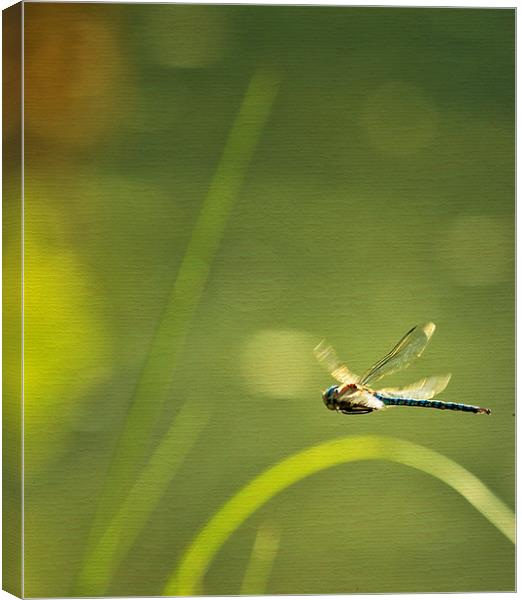 Blue Darner Dragonfly - Green Water and Light Canvas Print by Belinda Greb