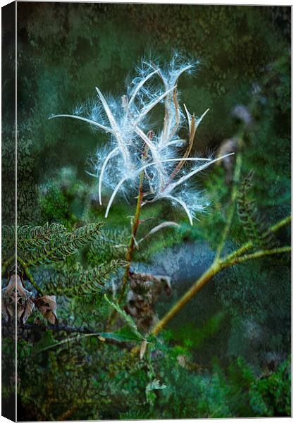 Fireweed - Flames Out but Spreading Canvas Print by Belinda Greb