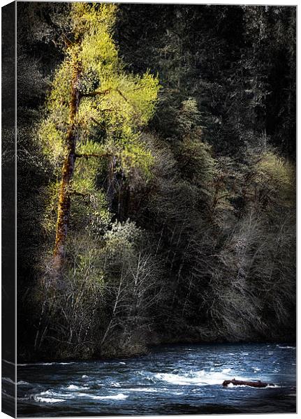 The Tree Across the River Canvas Print by Belinda Greb