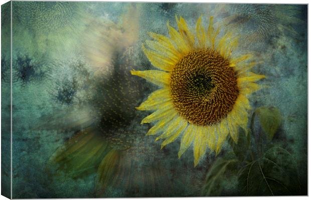  Sunflower Sea Canvas Print by Belinda Greb