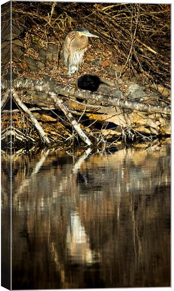  Great Blue Heron's Reflection Canvas Print by Belinda Greb