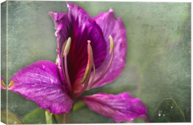  Pink Tropical Flower Canvas Print by Belinda Greb