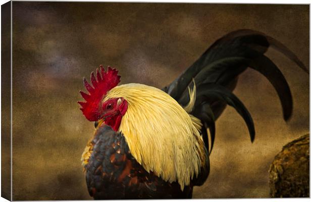  Rooster with Blond Mane - Kauai - Hawaii Canvas Print by Belinda Greb