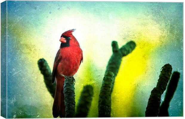  Red Cardinal No. 1 - Kauai - Hawaii Canvas Print by Belinda Greb