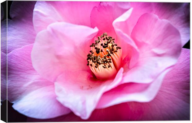  Camellia Blush Canvas Print by Belinda Greb