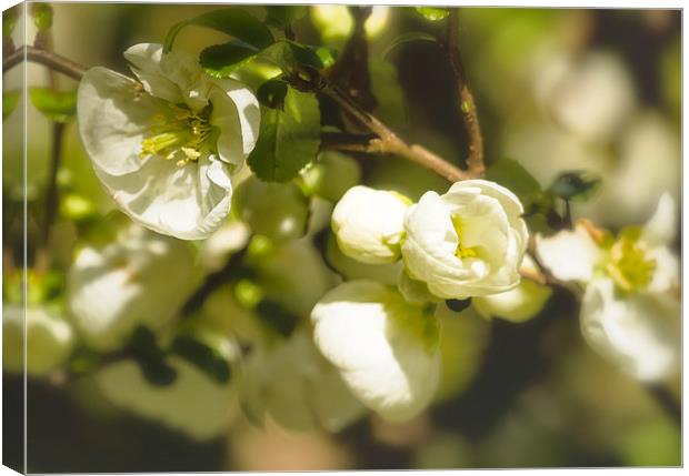 White Quince  Canvas Print by Belinda Greb