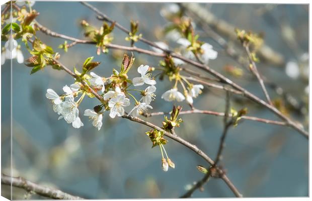  Pear Blossom No. 2 Canvas Print by Belinda Greb