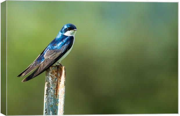  Tree Swallow Sitting on a Post Canvas Print by Belinda Greb