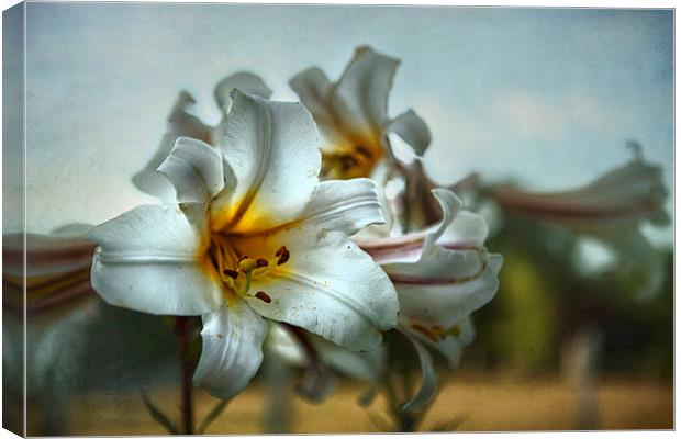 The Calling Canvas Print by Belinda Greb