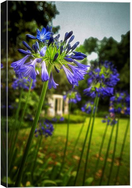  Agapanthus in the Garden Canvas Print by Belinda Greb
