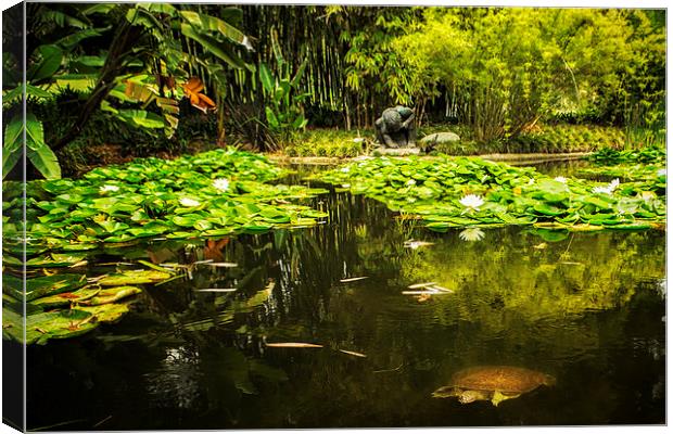  Turtle In A Lily Pond Canvas Print by Belinda Greb