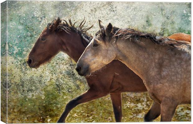  Running Free - Pryor Mustangs Canvas Print by Belinda Greb