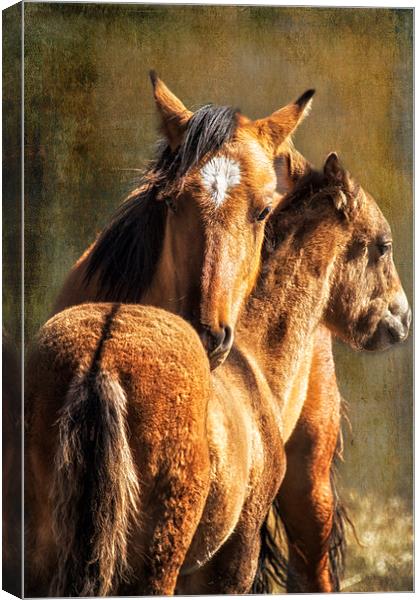Brotherly Love - Pryor Mustangs  Canvas Print by Belinda Greb