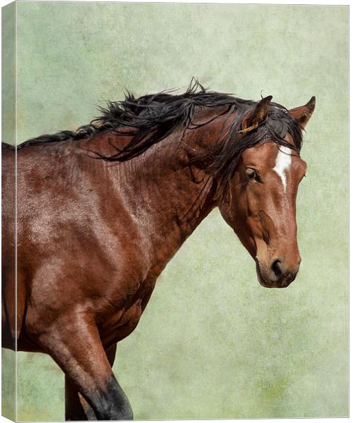  London - Pryor Mustang Canvas Print by Belinda Greb
