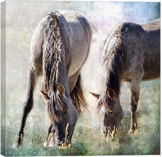  Grazing on Light and Freedom - Pryor Mustangs Canvas Print by Belinda Greb