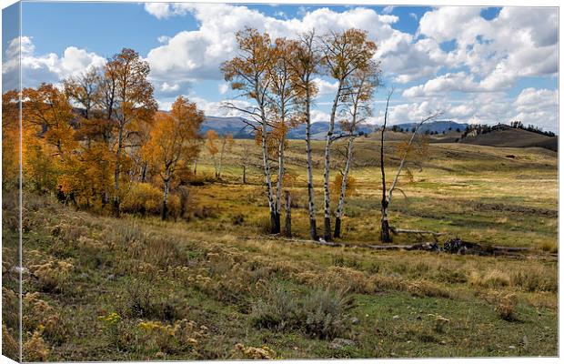  Lamar Valley in the Fall Canvas Print by Belinda Greb