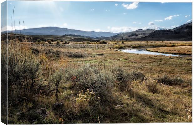  Waiting For Wolves In Lamar Valley - Yellowstone Canvas Print by Belinda Greb