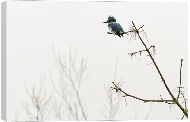 Belted Kingfisher Looking For Prey In Heavy Fog Canvas Print by Belinda Greb