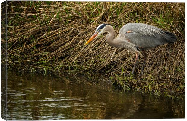 Great Blue Heron By the Water's Edge Canvas Print by Belinda Greb