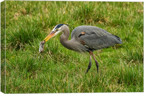 The Heron's Catch Canvas Print by Belinda Greb