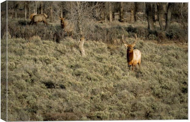 The Bull Elk Canvas Print by Belinda Greb