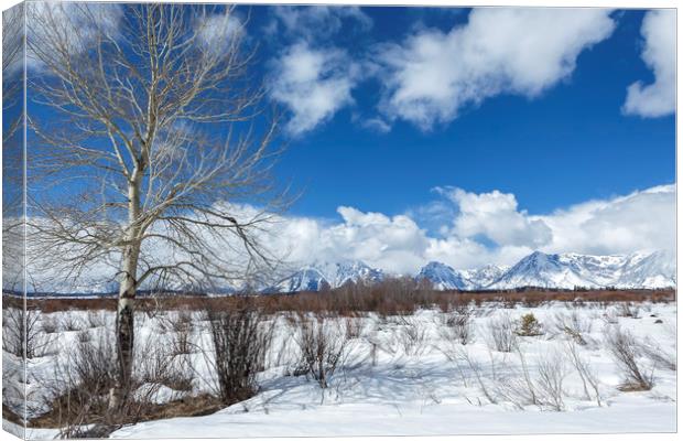 Grand Tetons from Willow Flats with a Tree Canvas Print by Belinda Greb