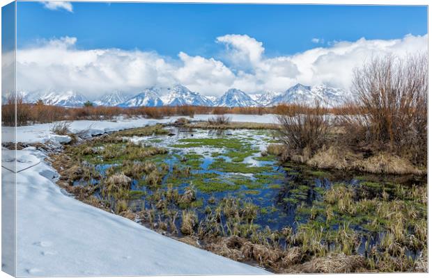 Grand Tetons from Willow Flats in Early April Canvas Print by Belinda Greb