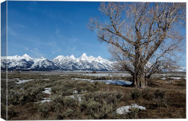 Grand Tetons from Gros Ventre Canvas Print by Belinda Greb