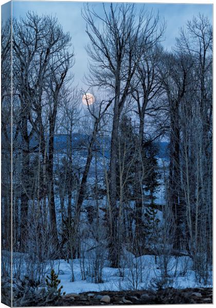 Full Moon Through Trees At Dusk Canvas Print by Belinda Greb