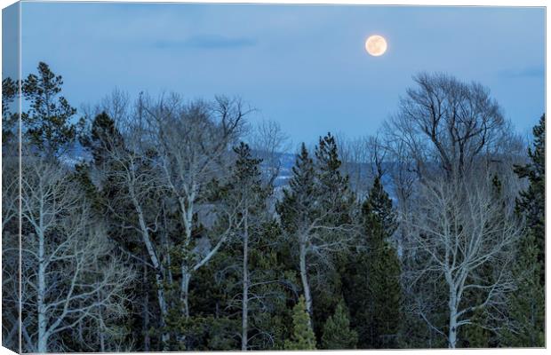 Full Moon Over Trees At Dusk Canvas Print by Belinda Greb