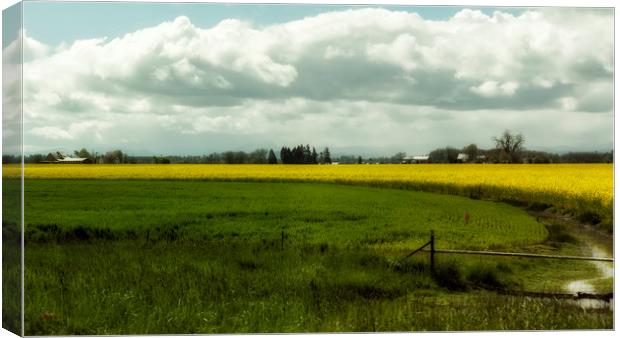 The Curve of a Mustard Crop Canvas Print by Belinda Greb