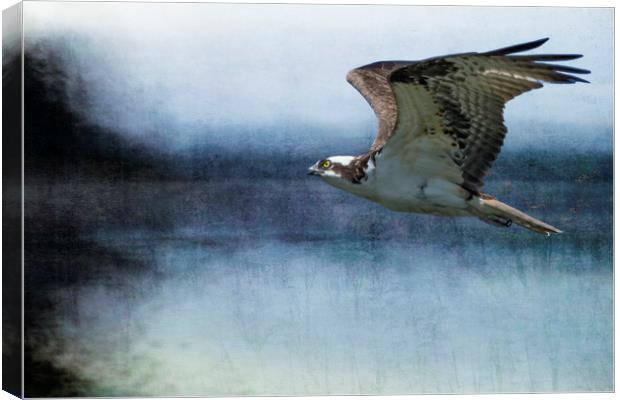 The Flight of the Osprey No. 1 Canvas Print by Belinda Greb