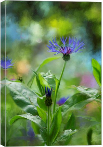 Splendor in the Garden Canvas Print by Belinda Greb