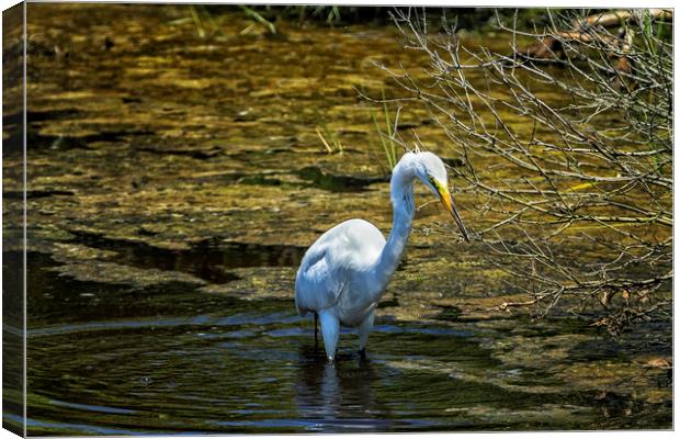 Great Egret Foraging in a Stream Canvas Print by Belinda Greb