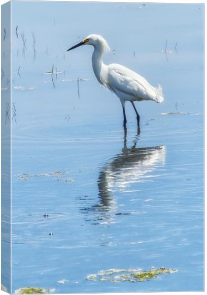 Snowy Egret from Chincoteague No. 1 Canvas Print by Belinda Greb