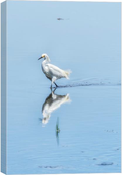 Strutting Snowy Egret from Chincoteague Canvas Print by Belinda Greb