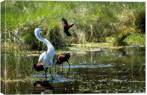 The Ibis Ignore the High Drama at the Pond Canvas Print by Belinda Greb