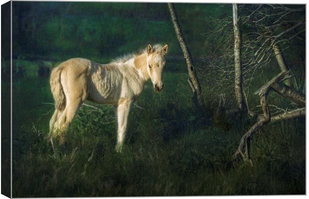 Little Blue-Eyed Filly Canvas Print by Belinda Greb