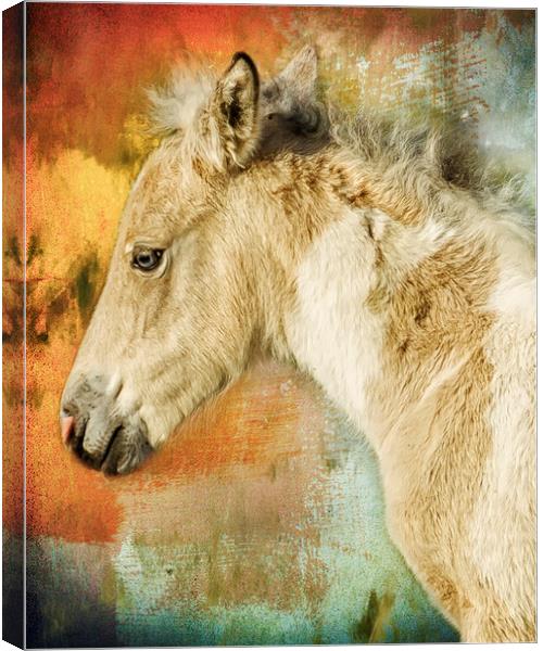 Portrait of a Filly Canvas Print by Belinda Greb