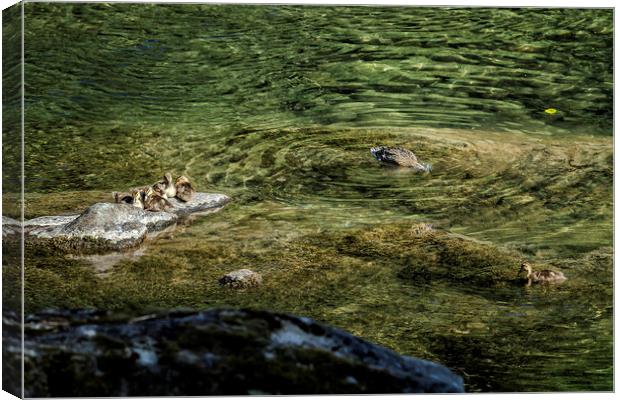 Now that I'm Up Might as Well Fish Canvas Print by Belinda Greb