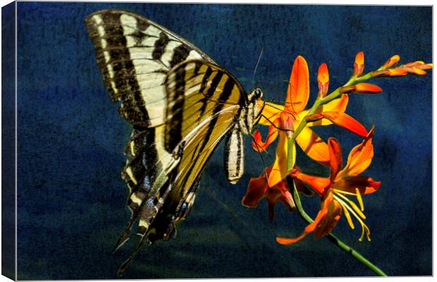 Swallowtail on the Crocosmia with Texture Canvas Print by Belinda Greb